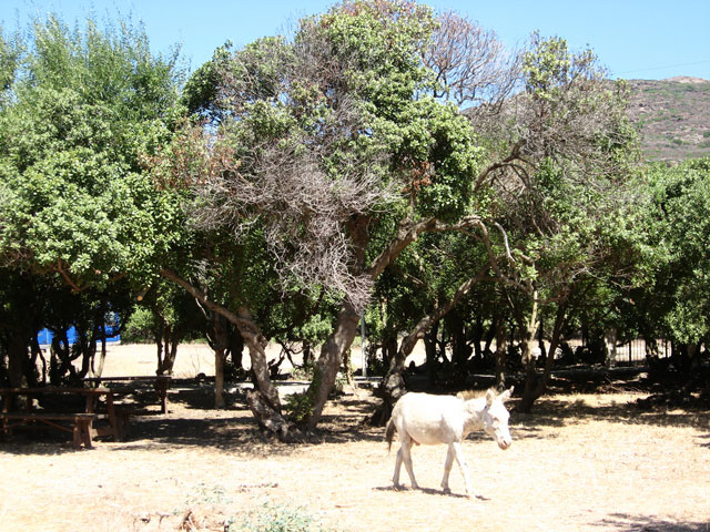 Asinara